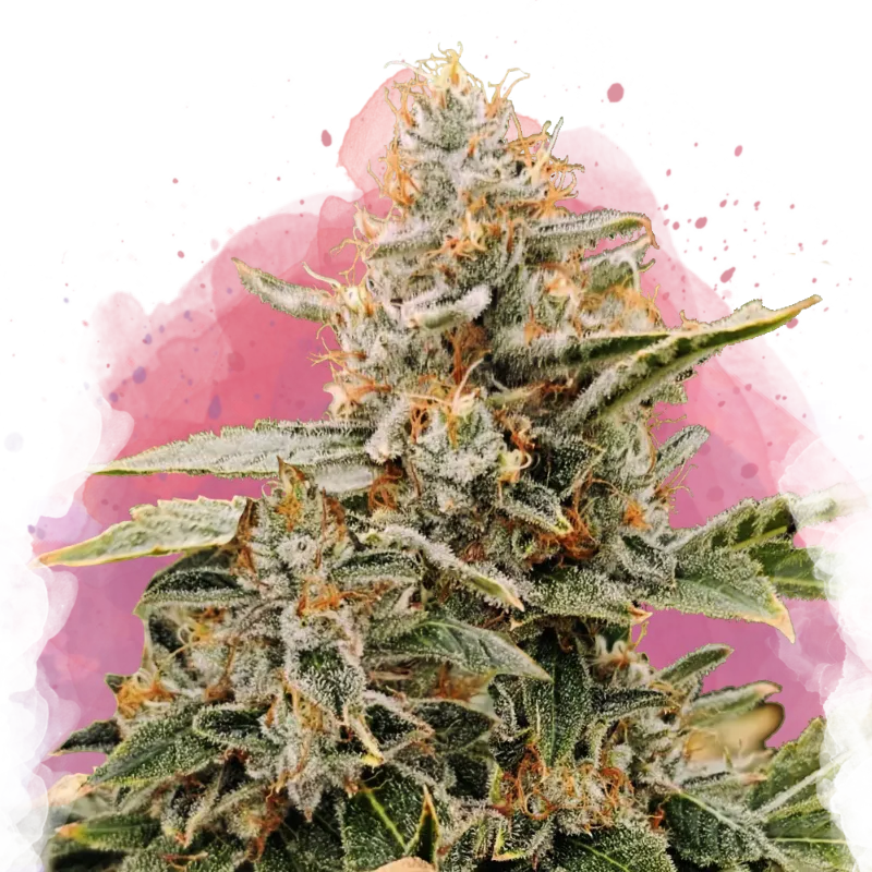 GrowMiles Free Product