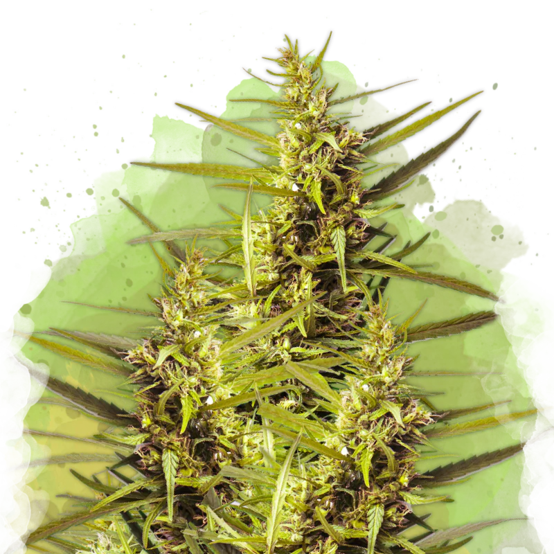 Autoflower seeds