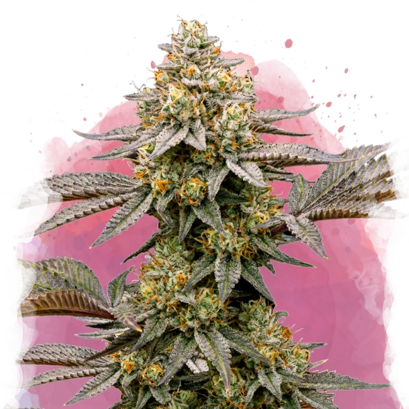 Easy to grow